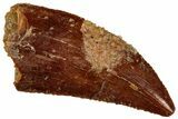 Serrated Raptor Tooth - Real Dinosaur Tooth #297549-1
